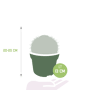 Melocactus matanzanus afmetingen